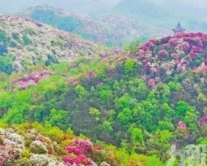 邂逅世界最大天然花海