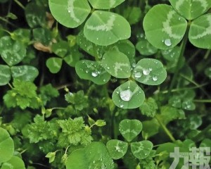 幸運面具與信念的擴張