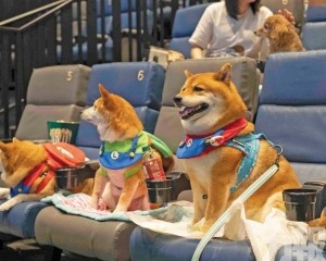 主人攜愛犬同看《反斗奇兵5 》
