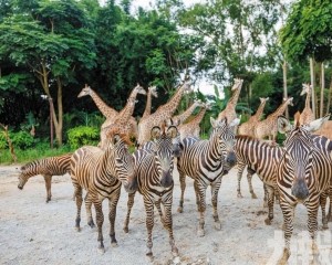 清遠長隆動物大越野 顛覆你想像
