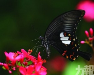 響應全國生態日推廣生態保育
