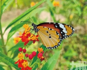打造蝴蝶友善花園