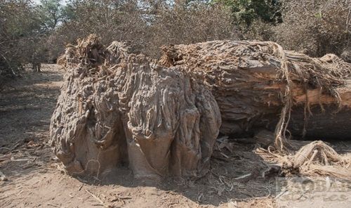 非洲千年猴麵包樹反常死亡