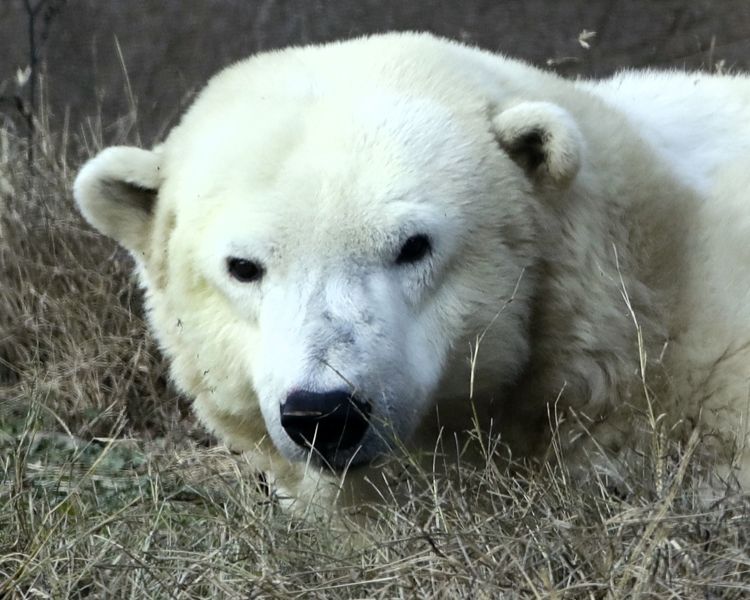 全美最老北極熊離世 終年37歲