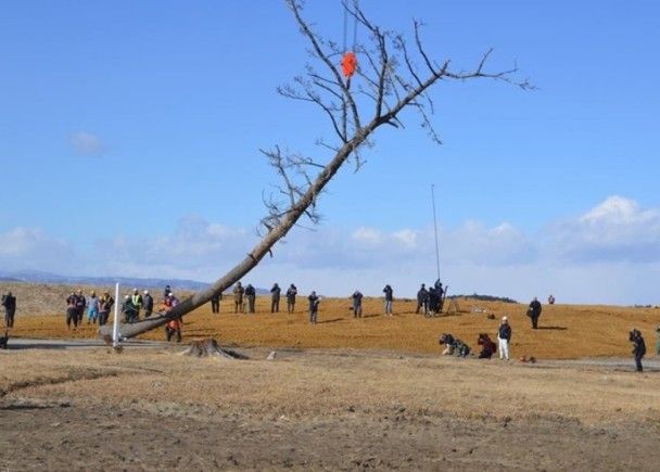 福島「一棵松」枯萎被砍