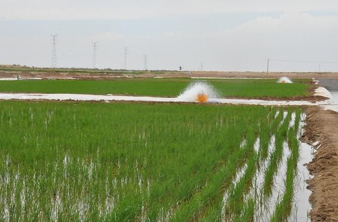 內地團隊沙漠種植水稻成功