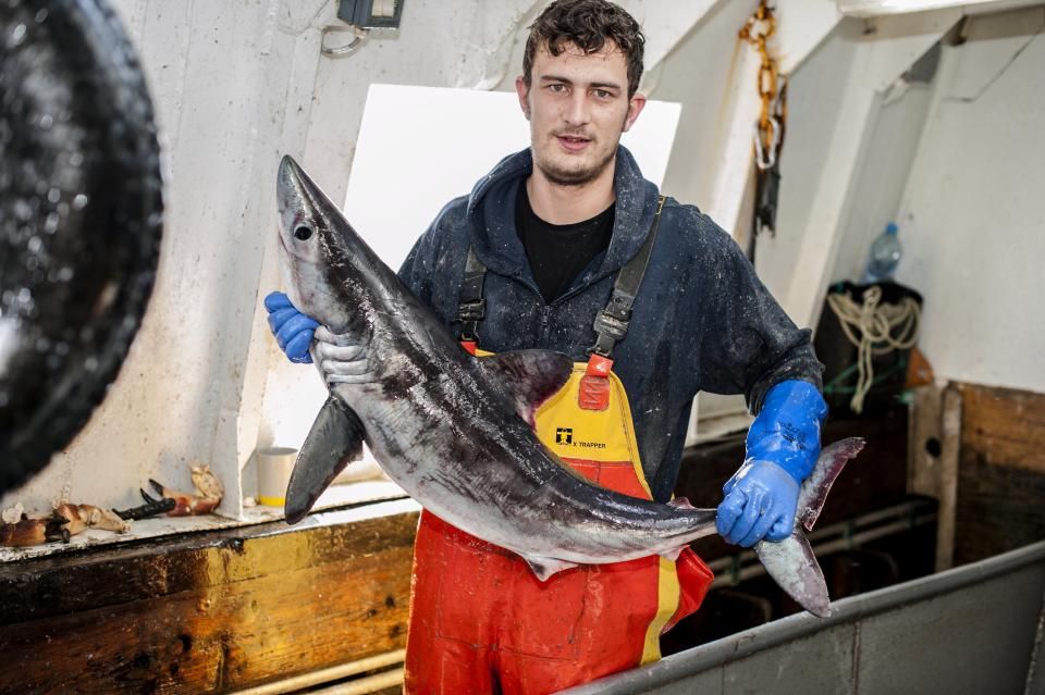 英漁民好心放生鯊魚遭反咬出10吋傷口