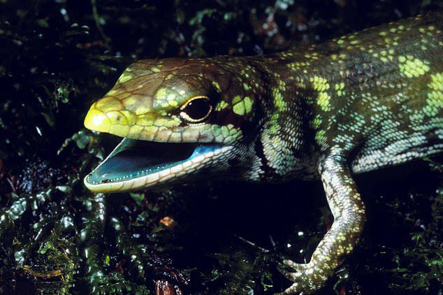 美科學家發現綠血蜥蜴