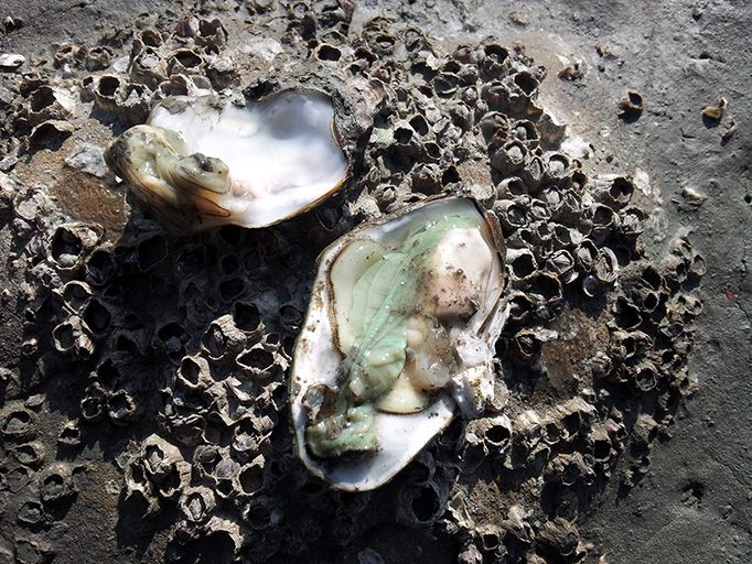 東京灣沖繩貝類含大量微膠粒